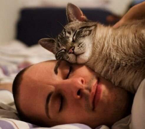 macskával aludni, mint parazitafertőzés oka